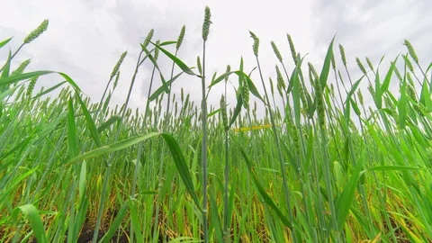 Timelapse Wheat Green Shoots Stock Footage 77157558