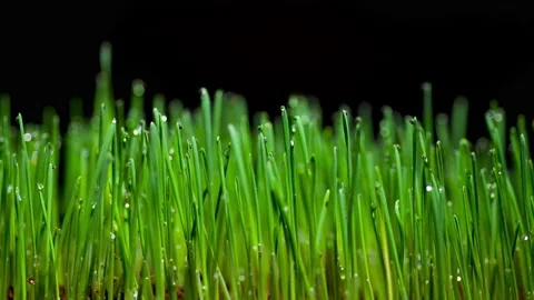 Timelapse of Wheat Growing [8K] Stock Footage 146092887