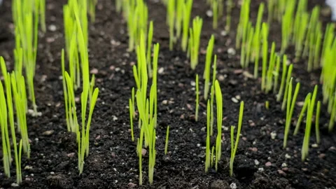 Timelapse of wheat growth. Germination of grass from the soil Stock Footage 200852890