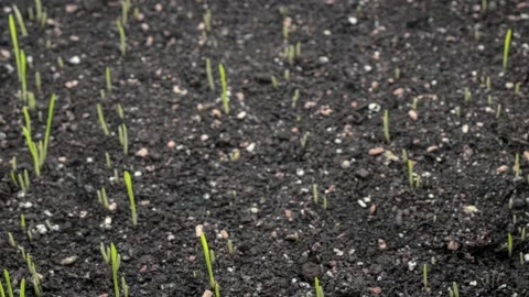Timelapse of wheat growth. Germination of grass from the soil Stock Footage 204820434