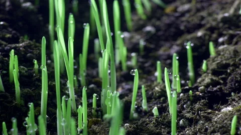Timelapse of wheat growth. Germination of grass from the soil Stock Footage 218280448