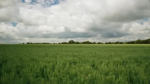 Timelapse of wheat ripening Stock Footage 11249889