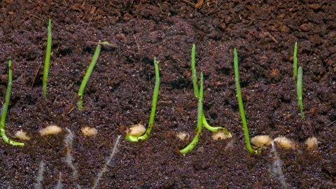 Timelapse of Wheat, Roots Growing Underground [8K] Stock Footage 146689422