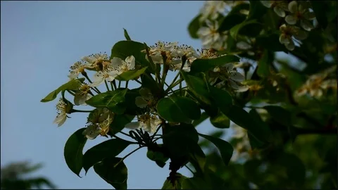 Timelapse. White blooming apple tree branch twig and clouds passing on back.. Stock Footage 75001022