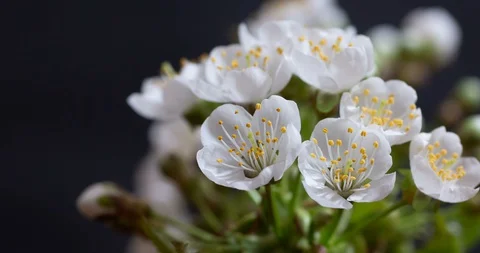Timelapse  of white  cherry tree blossom open Video stock 128223905