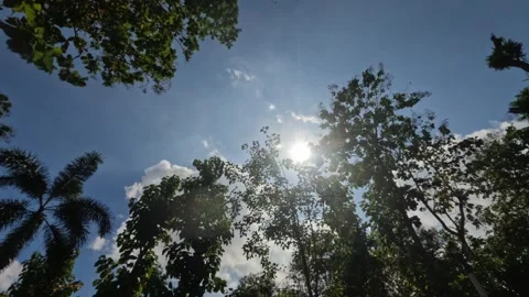 Timelapse of white clouds above the forest canopy trees as the sun shines br Stock Footage 321326049