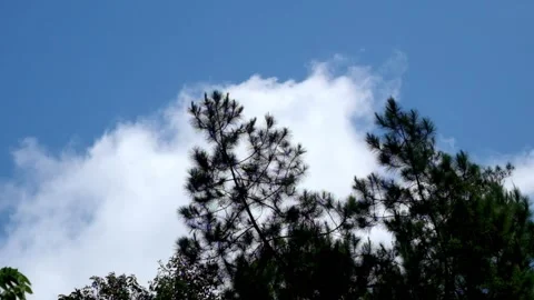 Timelapse of white clouds above pine trees in the forest Stock Footage 321264644