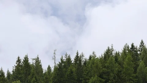 Timelapse of white clouds and pine forest Stock-Footage 123793466