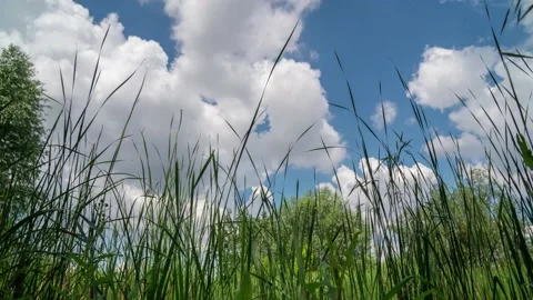 Timelapse with white clouds on blue sky seen from grass level Video stock 157352549