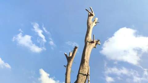 Timelapse of white clouds in the blue sky Stock Footage 252510986