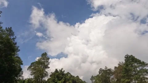Timelapse of white clouds moving fast above tropical forest trees during the Stock Footage 320055616
