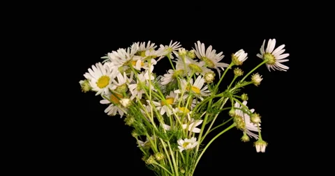 Timelapse of white daisies blooming on black background. with alpha channel. 4K Stock Footage 134516862