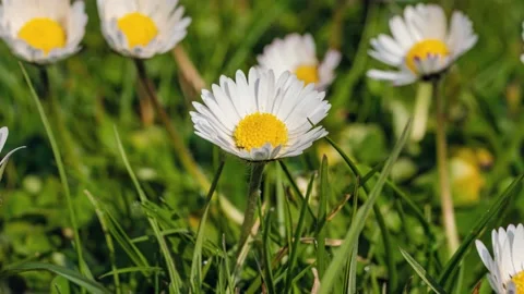 Timelapse of white daisies blooming Stock Footage 152718294