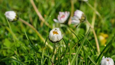 Timelapse of white daisies blooming Stock Footage 152718467