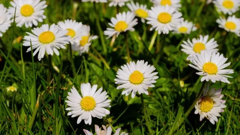Timelapse of white daisies blooming Stock Footage 153415405