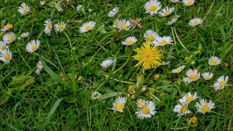Timelapse of white daisies blooming Stock Footage 153526815