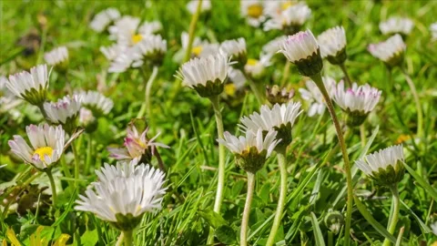 Timelapse of white daisies blooming Stock Footage 153617524