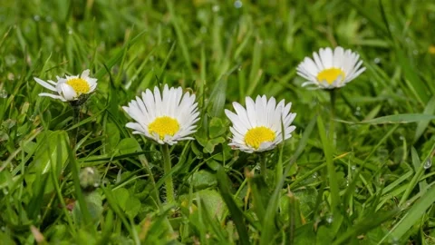 Timelapse of white daisies blooming Stock Footage 182966803