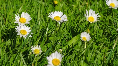 Timelapse of white daisies blooming Stock Footage 183370200