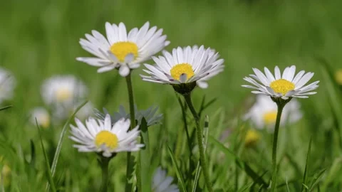 Timelapse of white daisies blooming Stock Footage 189975268