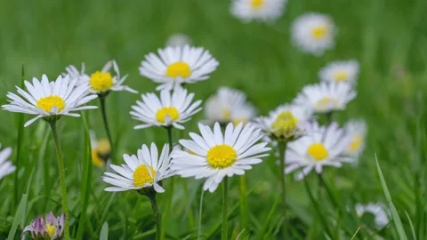 Timelapse of white daisies blooming Stock Footage 193583963