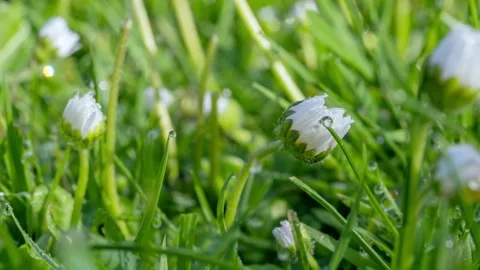 Timelapse of white daisies blooming Stock Footage 194501613