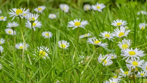Timelapse of white daisies blooming Stock Footage 194538114