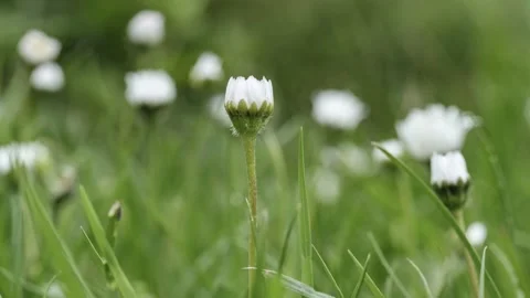 Timelapse of white daisies blooming Stock Footage 195292412