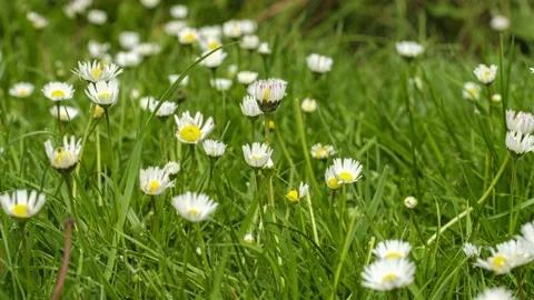 Timelapse of white daisies blooming Stock Footage 195293715