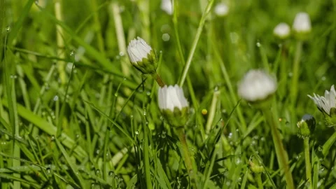 Timelapse of white daisies blooming Stock Footage 195883918