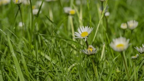 Timelapse of white daisies blooming Stock Footage 195892720