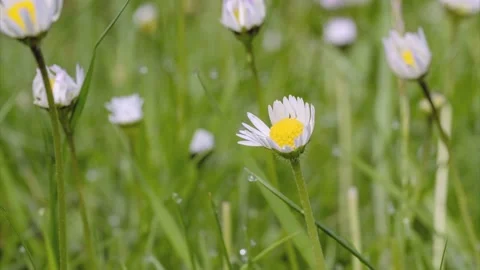 Timelapse of white daisies blooming Stock Footage 196162169