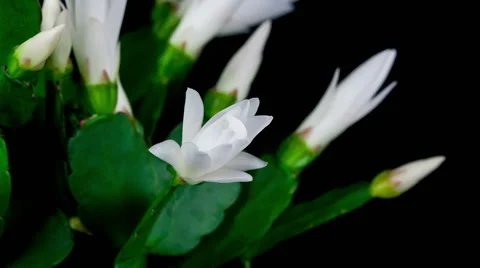 Timelapse of white Easter Cactus flower opening and closing on black backgrou Stock Footage 48884420