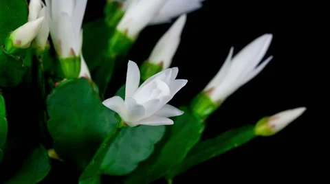 Timelapse of white Easter Cactus flower opening and closing on black backgrou Stock Footage 48884579