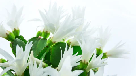 Timelapse of white Easter Cactus flowers opening and closing on white backgro Stock Footage 48884599