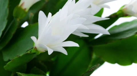 Timelapse of white Easter Cactus flowers opening and closing on white backgro Stock Footage 48931795