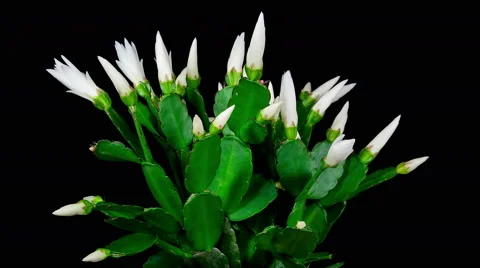 Timelapse of white Easter Cactus plant with flowers opening and closing on bl Stock Footage 48880883