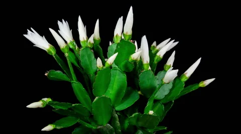 Timelapse of white Easter Cactus plant with flowers opening and closing on bl Stock Footage 48884470