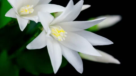 Timelapse of white Easter Cactus plant with flowers opening and closing on bl Stock Footage 48932154