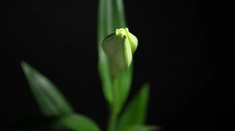 Timelapse of a white Easter Lily blooming slowly. Stock Footage 37563167