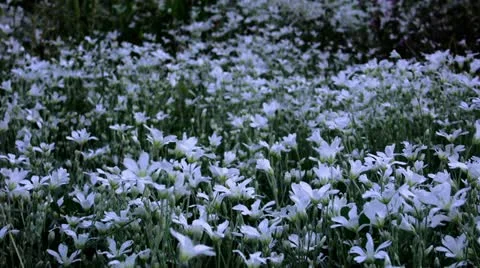 Timelapse white flowers Видео 11558279