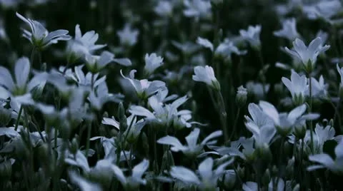 Timelapse white flowers Stock-Footage 11558302