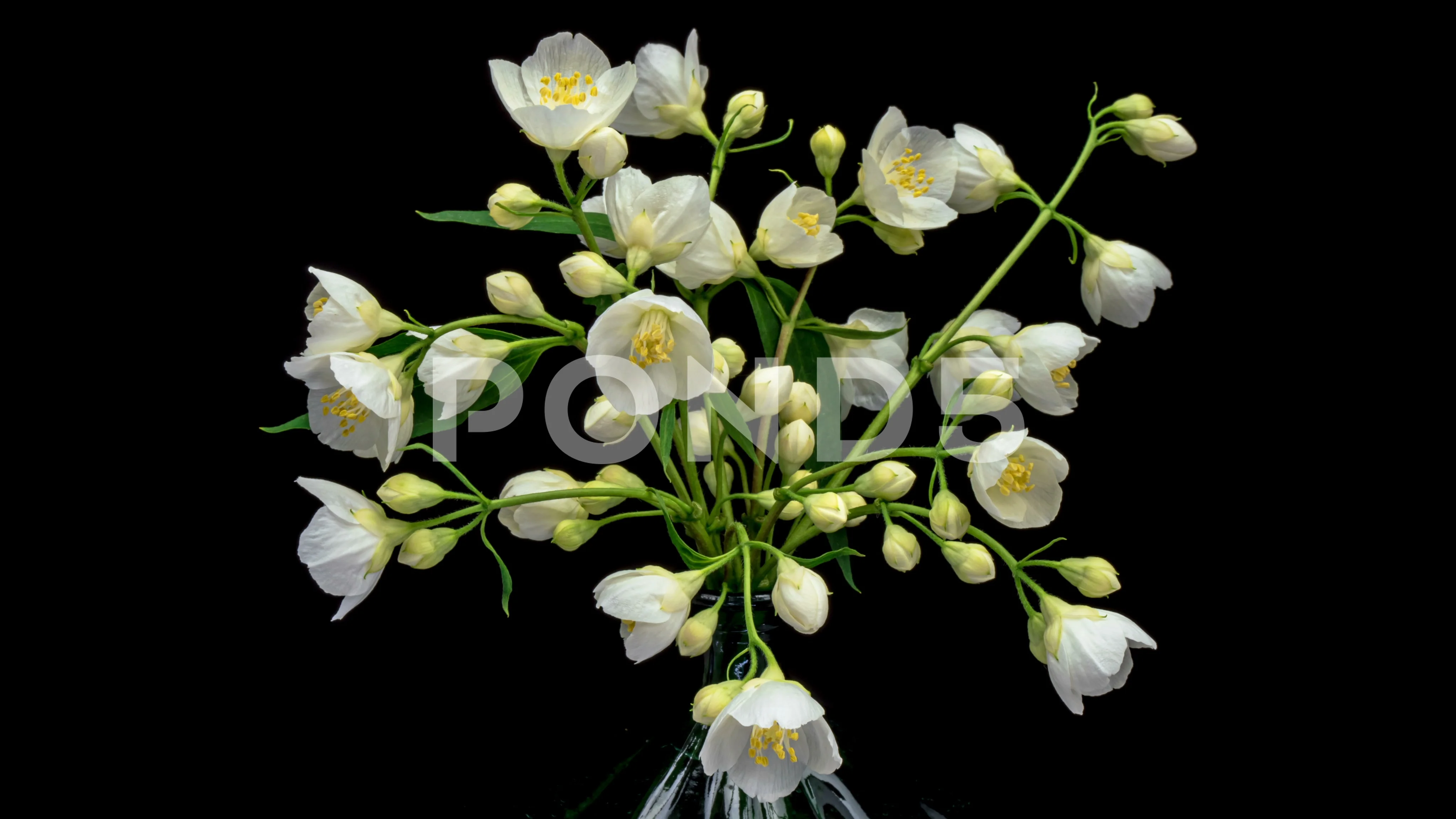 Timelapse of white Jasmine flower bloomi, Stock Video