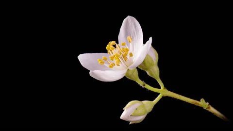 Timelapse of white Jasmine flower blooming on black background. Wedding backdrop Stock Footage 202201880