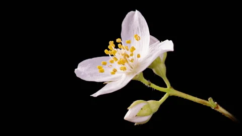 Timelapse of white Jasmine flower blooming on black background. Wedding backdrop Stock Footage 206447973