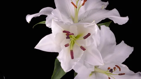 Timelapse of white lily opening Stock Footage 230457423