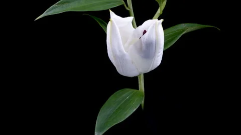 Timelapse of white lily opening Stock Footage 230457537