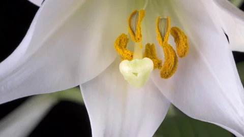 Timelapse of white lily opening Stock Footage 230457658