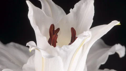 Timelapse of white lily opening Stock Footage 230457835
