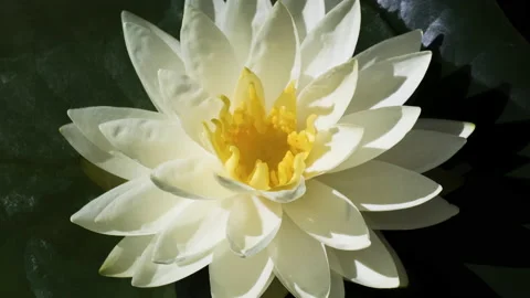 Timelapse of white lotus water lily flower with green leaves opening in pond Stock Footage